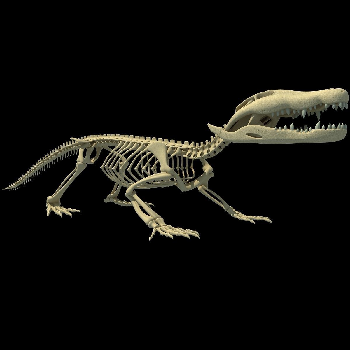 Savanna Animal Skeletons 3D model_39