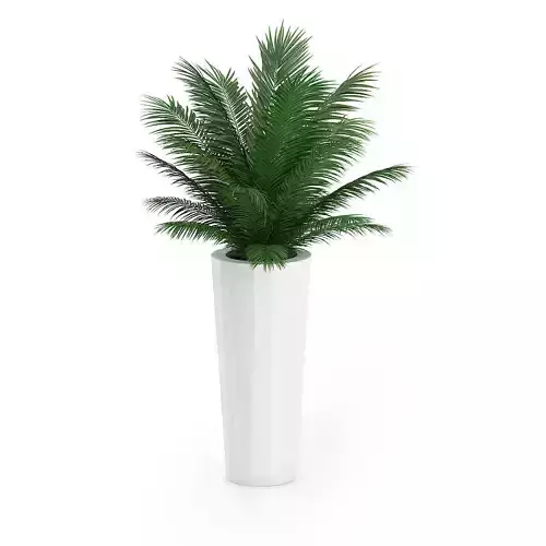 Palm Tree in Round Pot 4