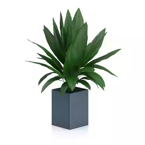 Plant in Square Blue Pot