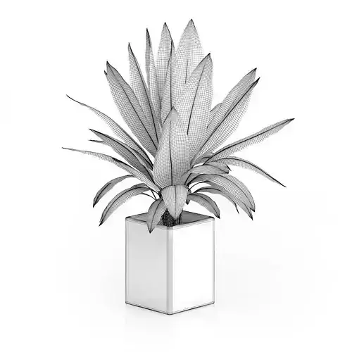 Plant in Square Blue Pot