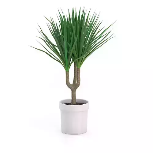 Palm Tree in Round Pot 2