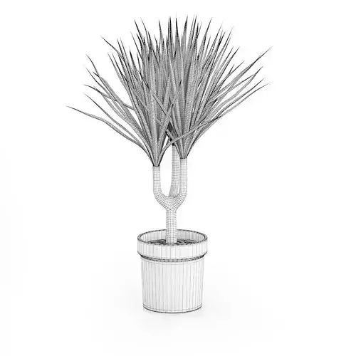 Palm Tree in Round Pot 2