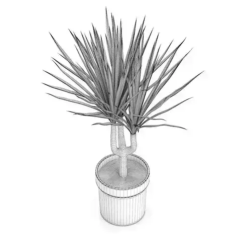 Palm Tree in Round Pot 2