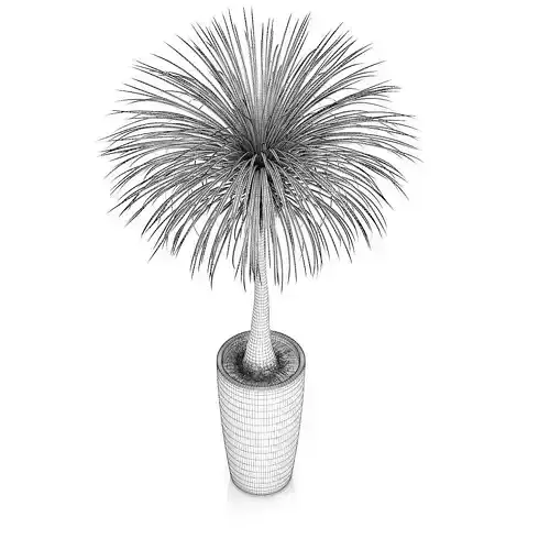 Palm Tree in Round Pot 3
