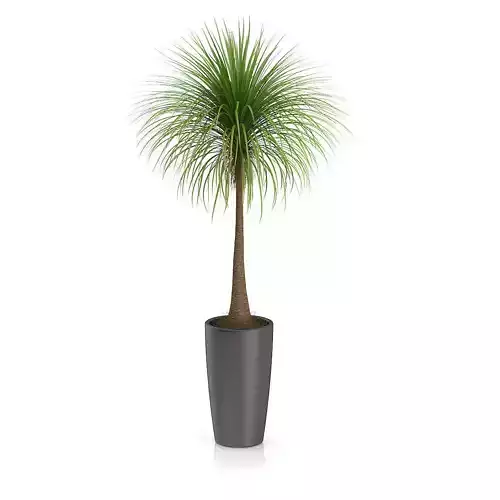 Palm Tree in Round Pot 3 3D model