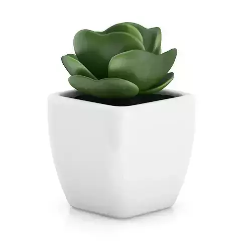 Small Plant in White Pot 2