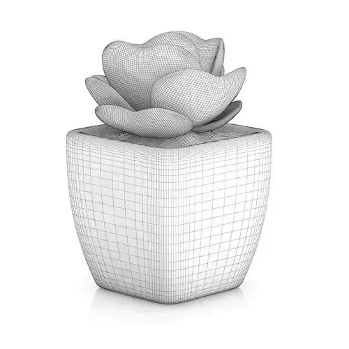 Small Plant in White Pot 2