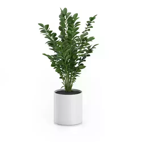Plant in Round Pot