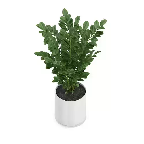 Plant in Round Pot