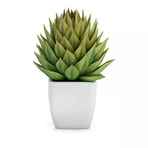 Small Plant in White Pot 1