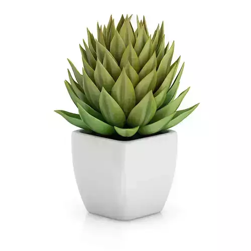 Small Plant in White Pot 1 3D model