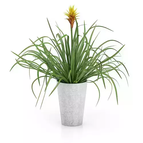Guzmania Plant
