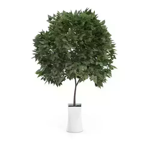 Small Tree in White Pot