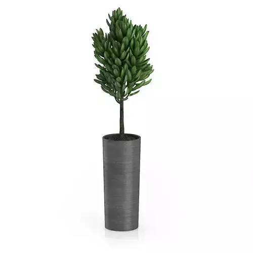 Plant in Dark Ceramic Pot 3D model