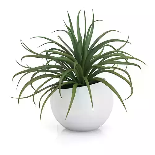 Plant in Sphere Pot