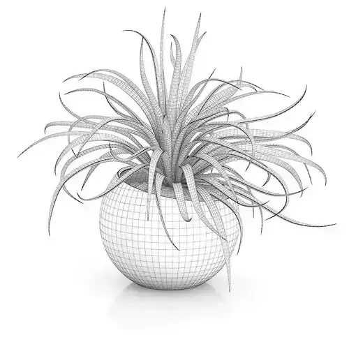 Plant in Sphere Pot