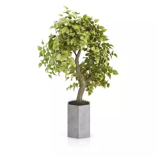 Bonsai Tree in Grey Pot 3D model