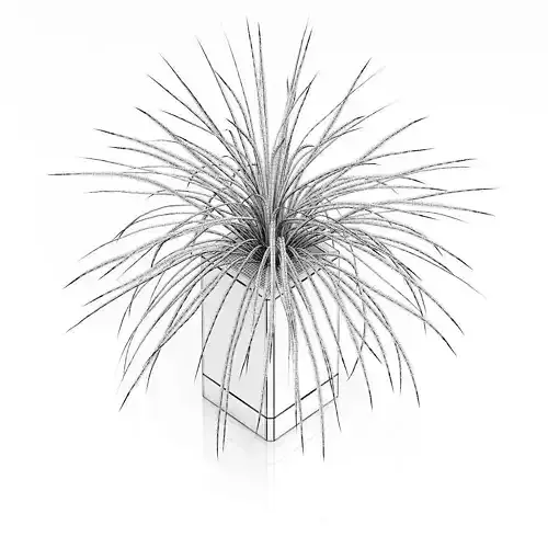 Small Plant in Wooden Pot