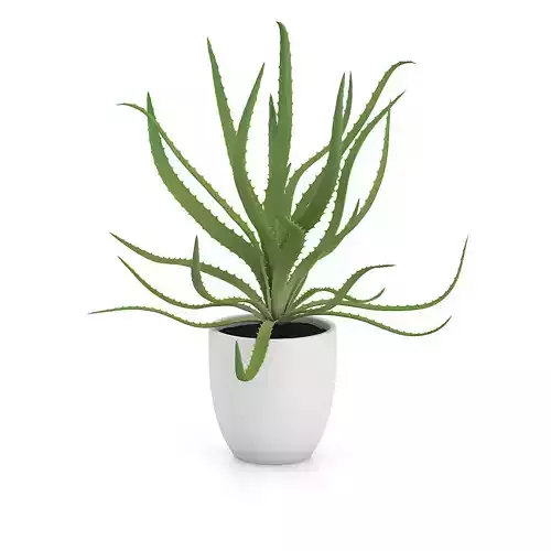 Aloe in White Pot