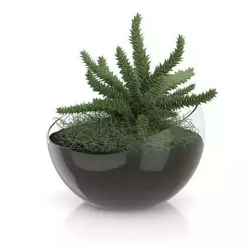Plant in Sphere Glass Pot
