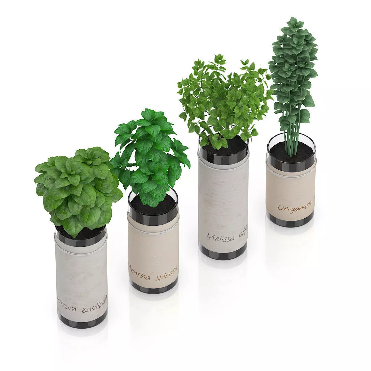 Four Herbs in Glass Pots 3D model_4