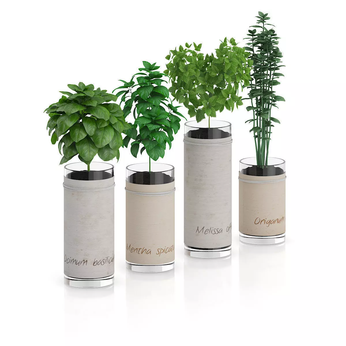Four Herbs in Glass Pots 3D model_0