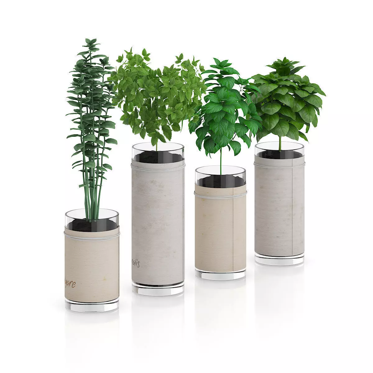 Four Herbs in Glass Pots 3D model_2