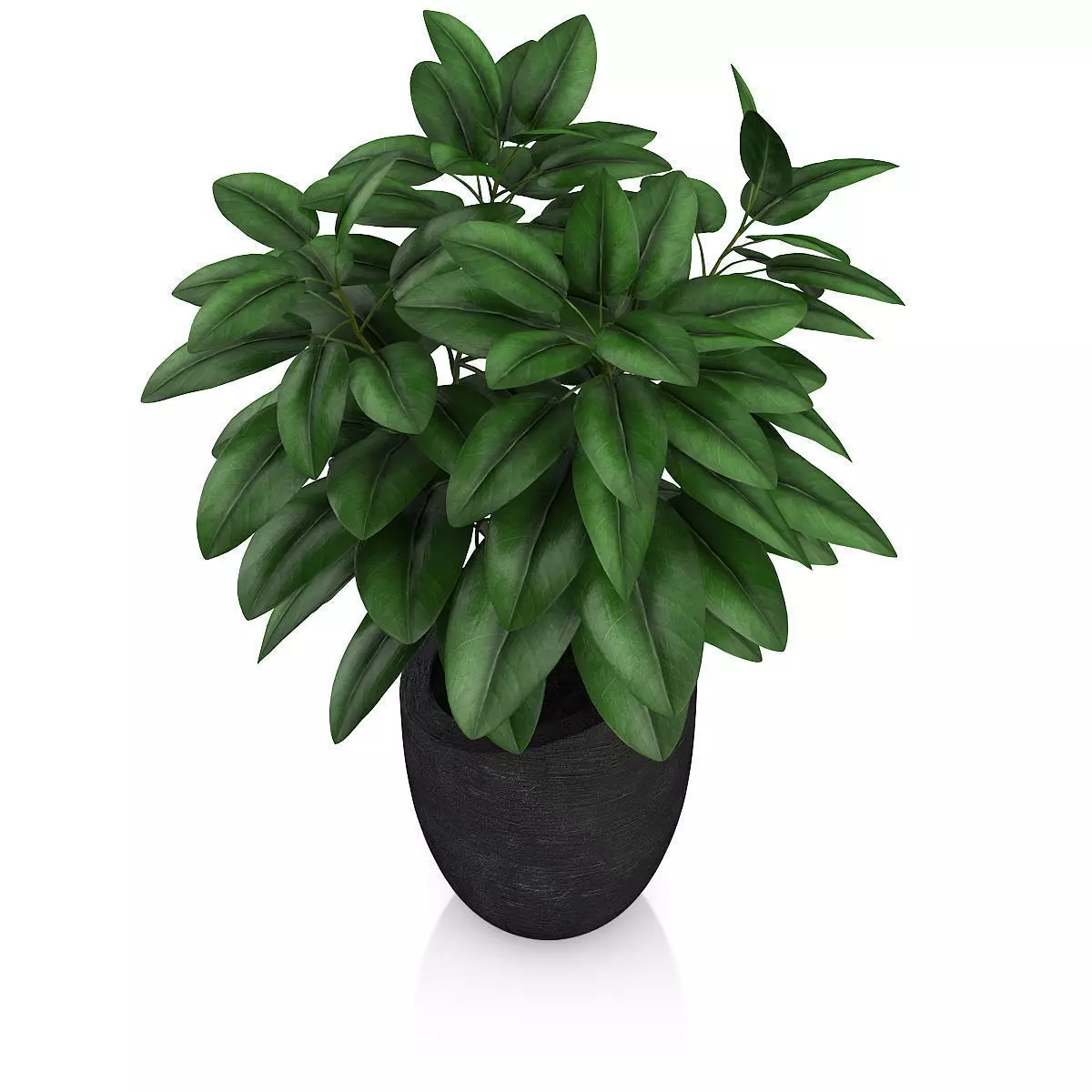 Plant in Black Pot 3D model_4