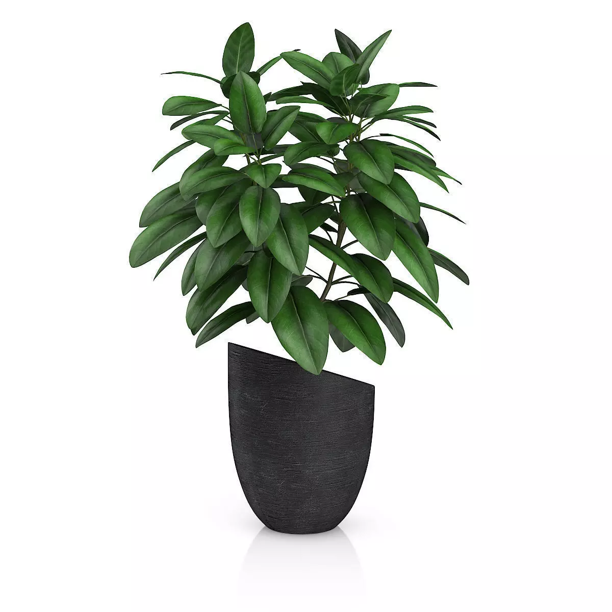 Plant in Black Pot 3D model_2