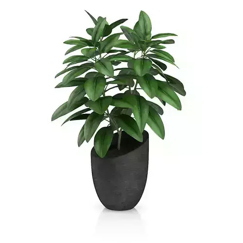 Plant in Black Pot 3D model