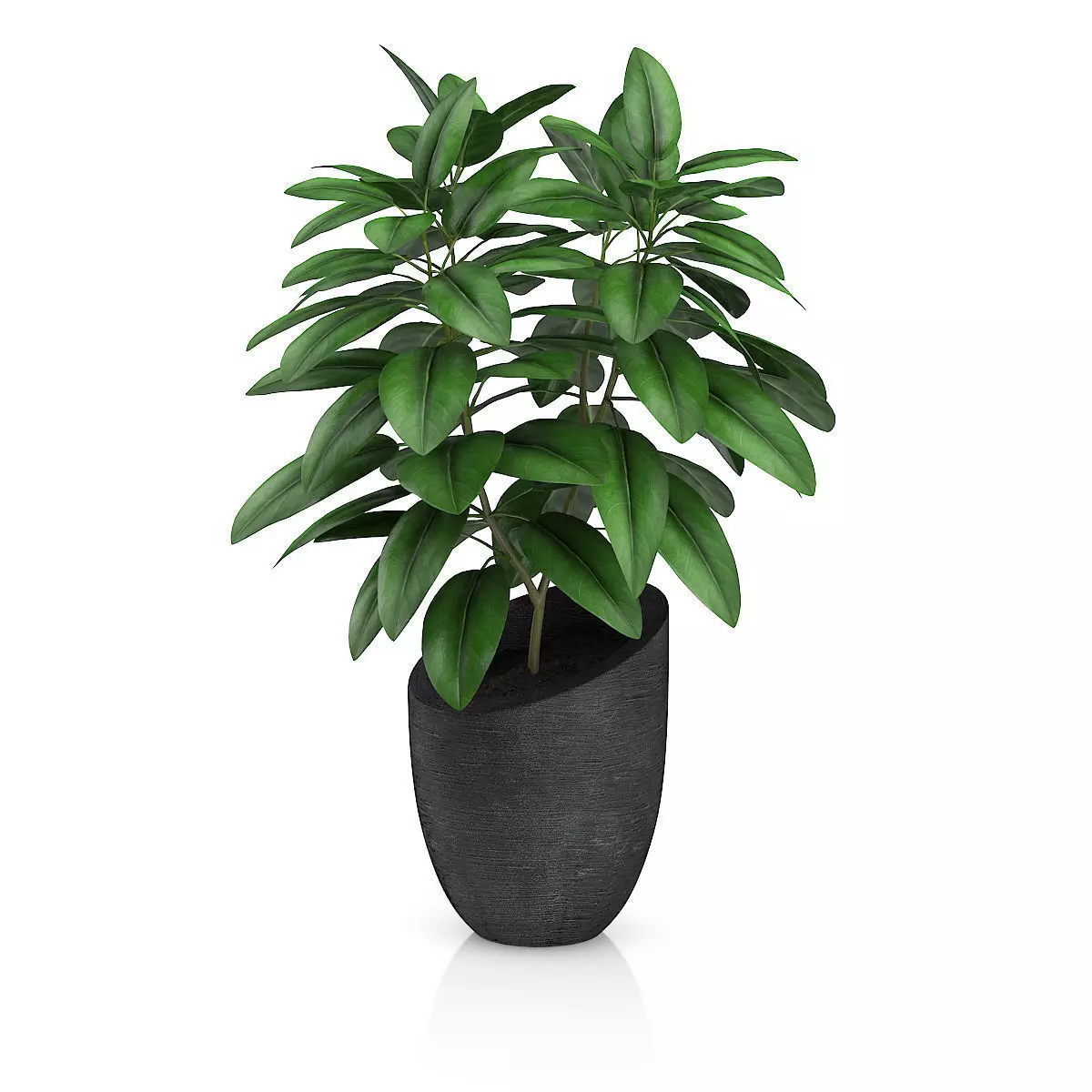 Plant in Black Pot 3D model_0