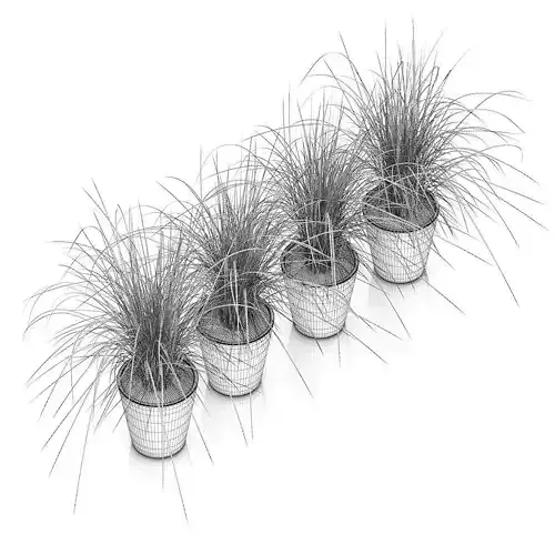 Four Plants in White Pots