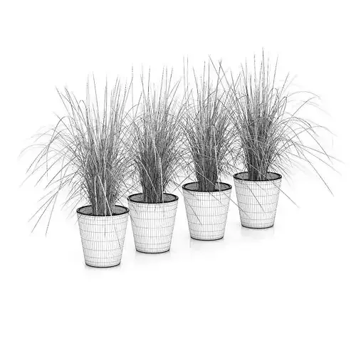 Four Plants in White Pots