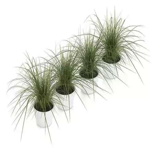 Four Plants in White Pots