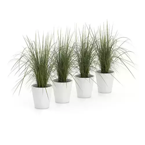 Four Plants in White Pots