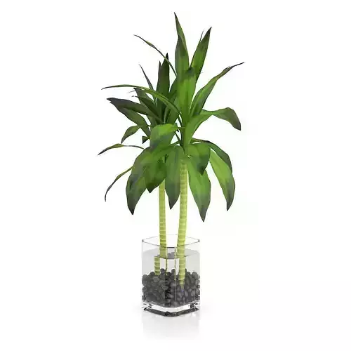 Bamboo Plant in Glass Pot 3D model