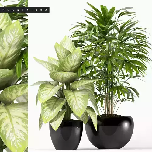 PLANTS 162