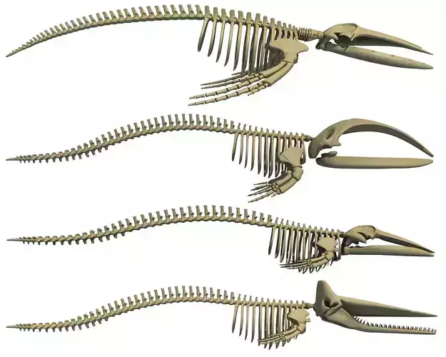 Whale Skeletons Collection 3D model