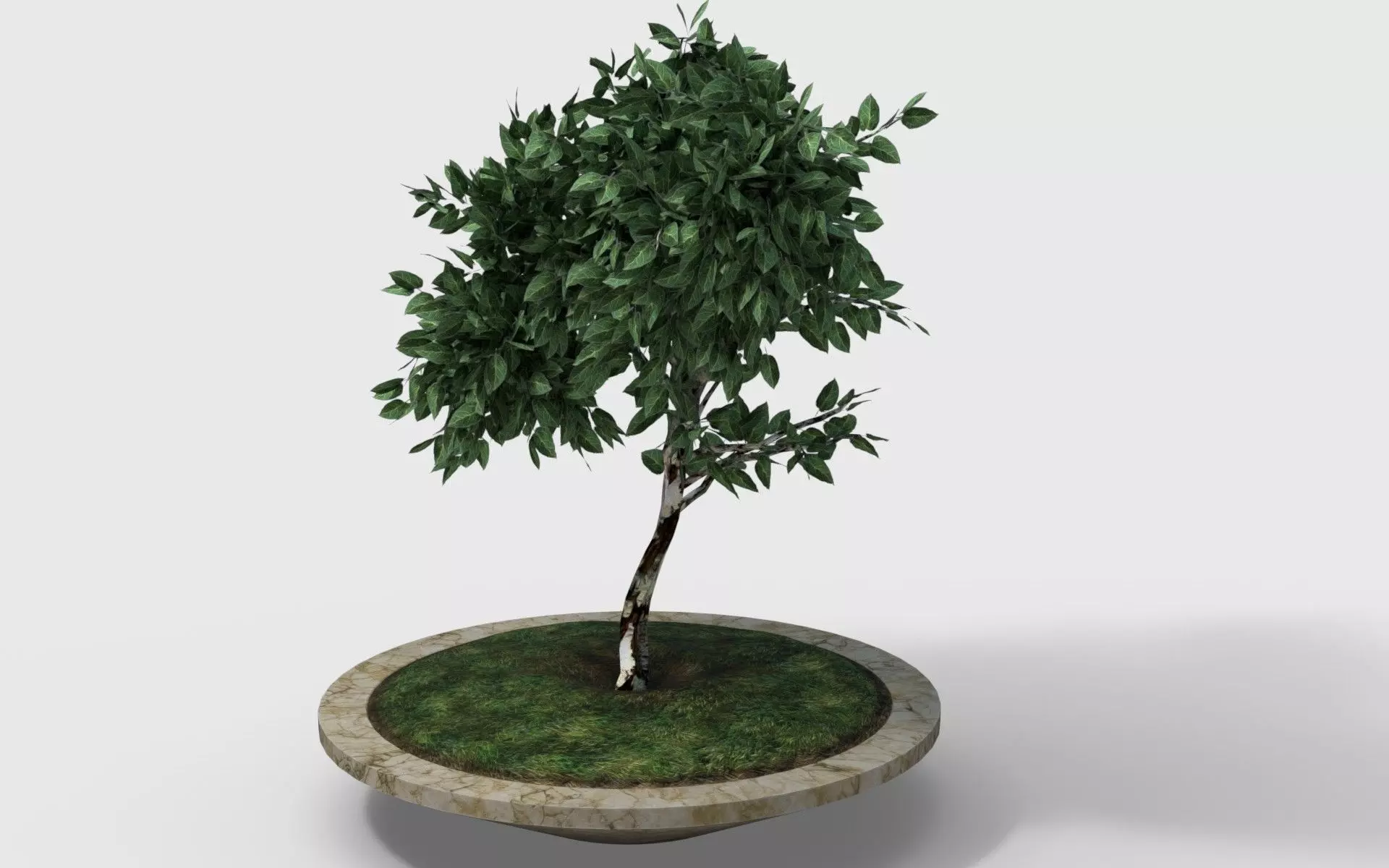 small tree in pot Low-poly 3D model_0
