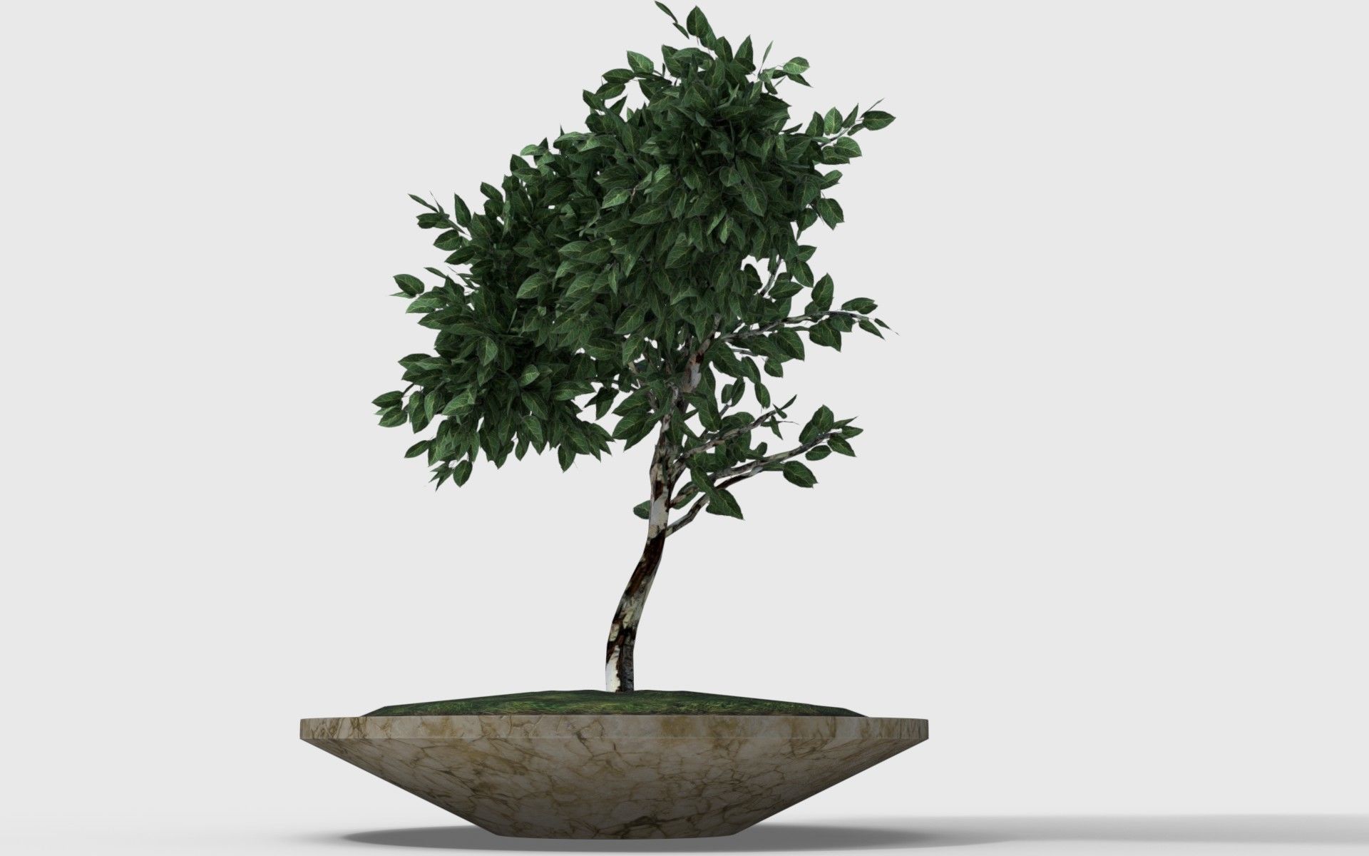 small tree in pot Low-poly 3D model_1