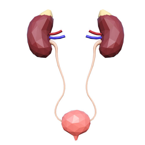 The urinary system of man Low-poly 3D model