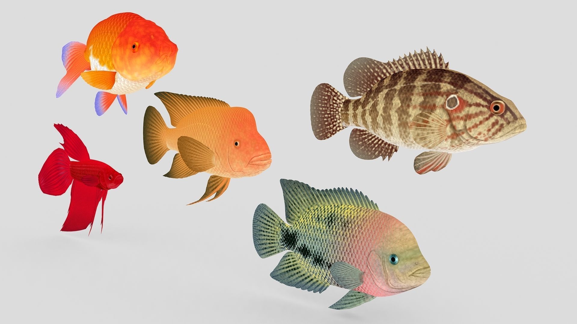 Fish Collection 01 Low-poly 3D model_1