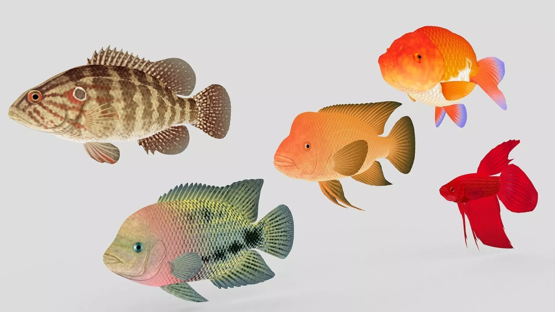 Fish Collection 01 Low-poly 3D model_0