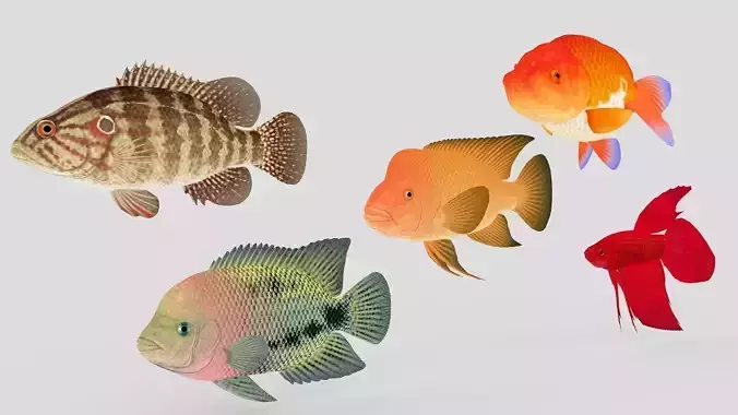 Fish Collection 01 Low-poly 3D model