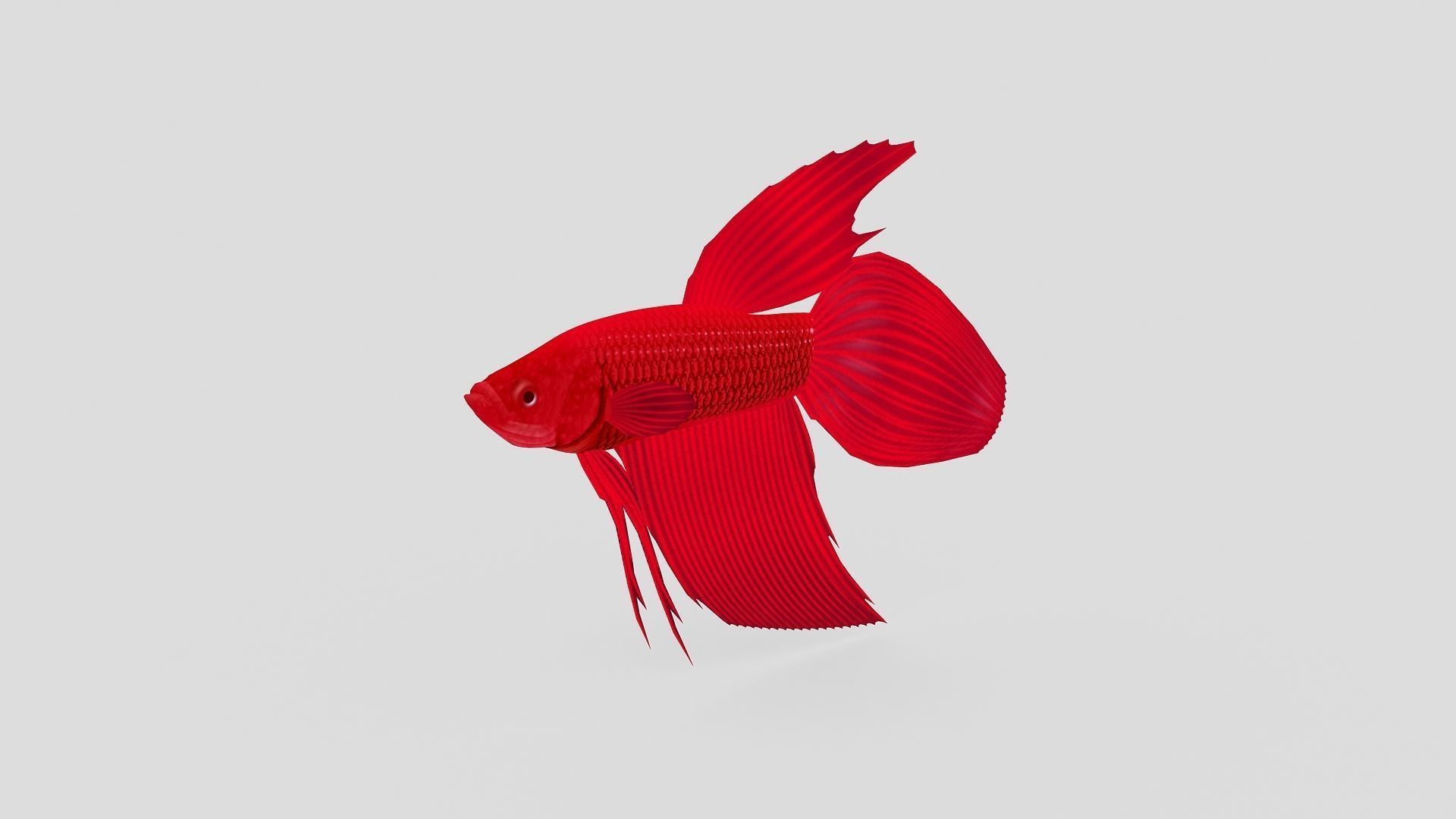 Fish Collection 01 Low-poly 3D model_8