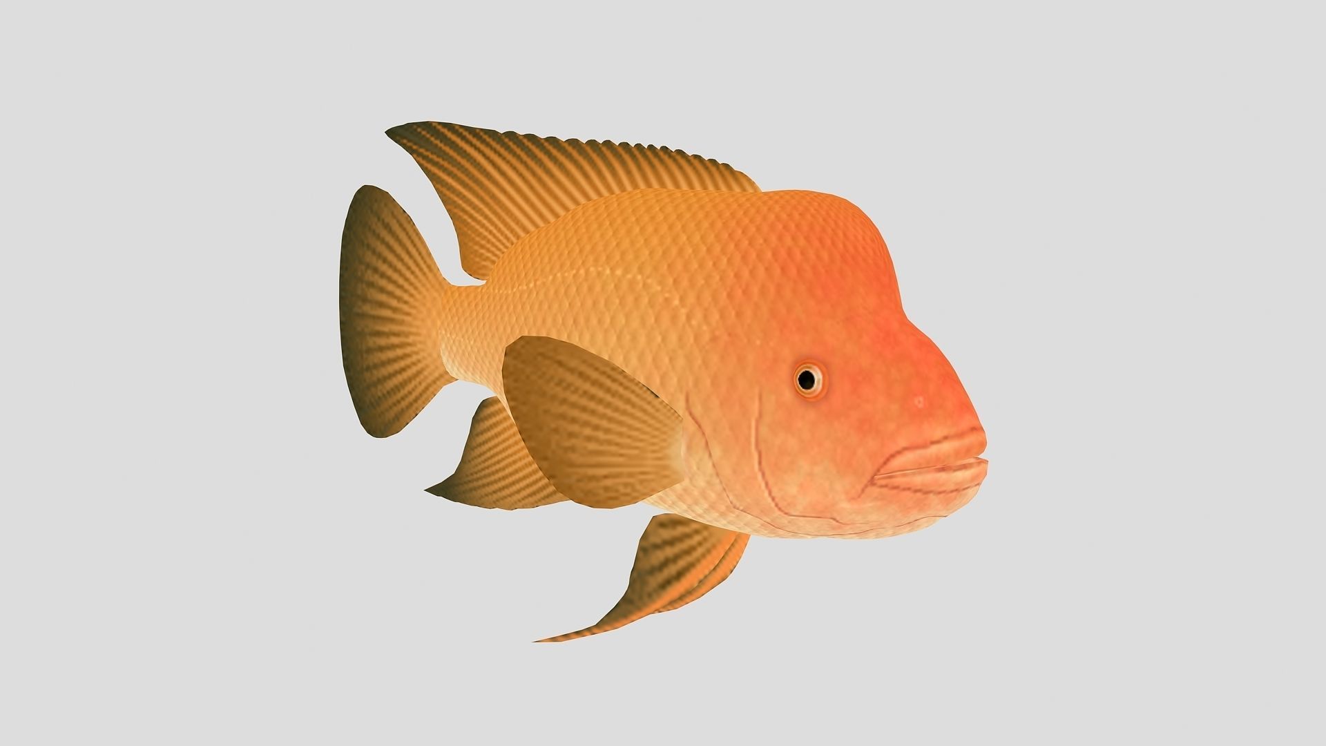 Fish Collection 01 Low-poly 3D model_7
