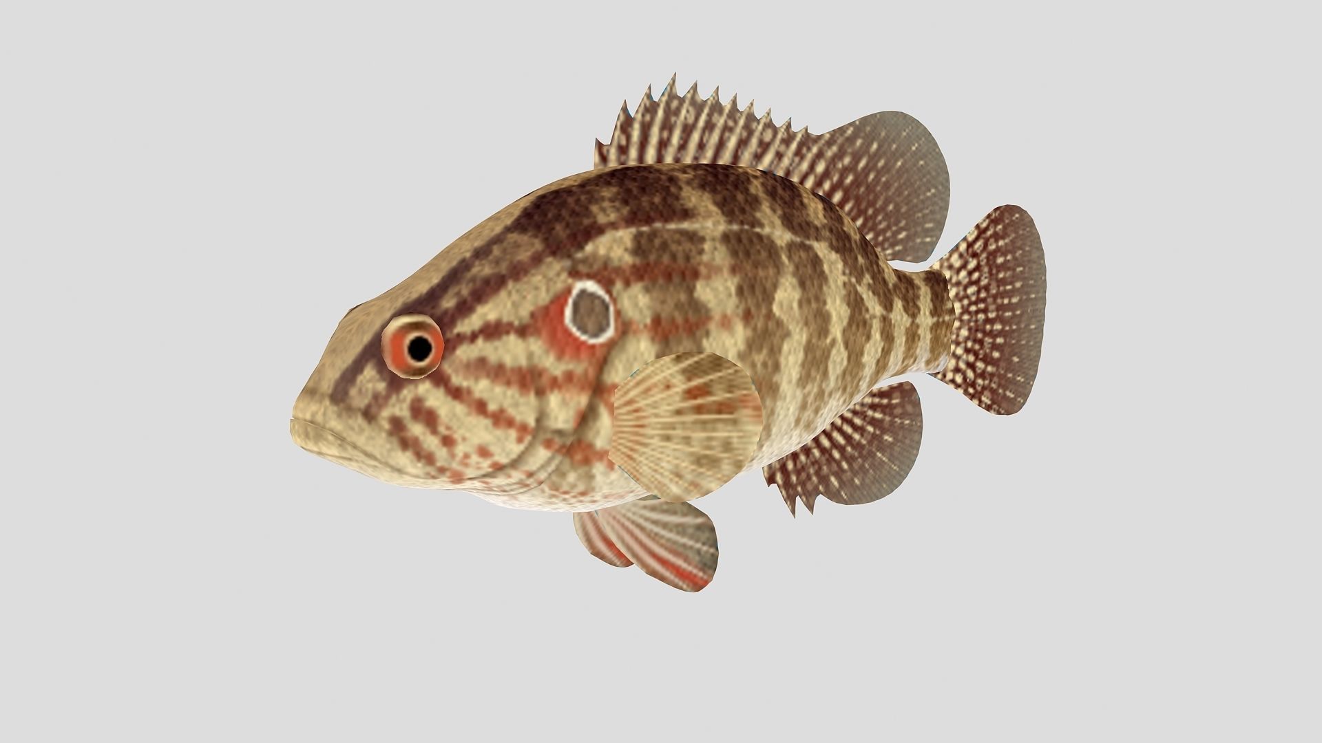 Fish Collection 01 Low-poly 3D model_2