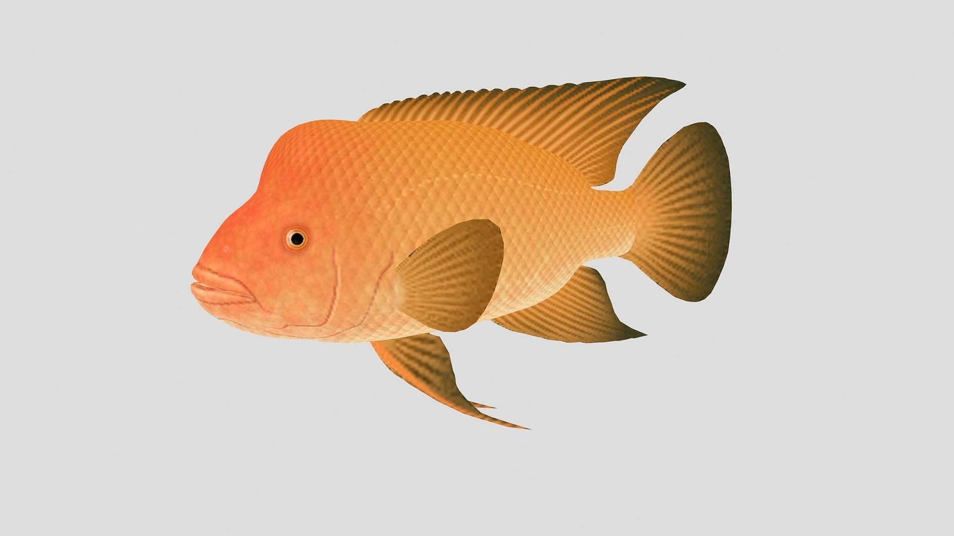 Fish Collection 01 Low-poly 3D model_6