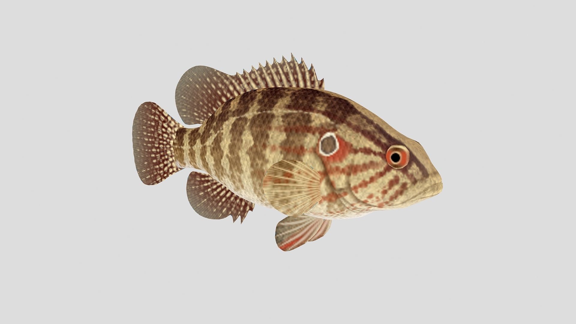 Fish Collection 01 Low-poly 3D model_3