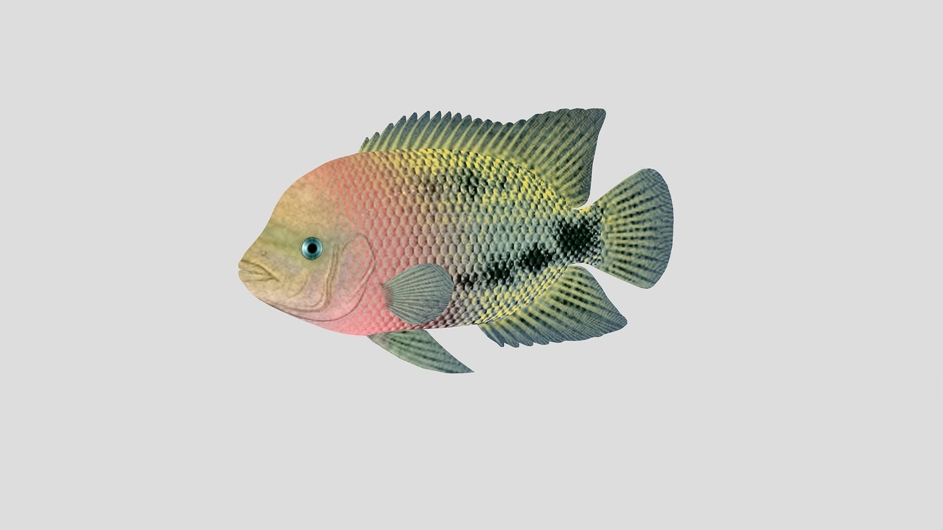 Fish Collection 01 Low-poly 3D model_4